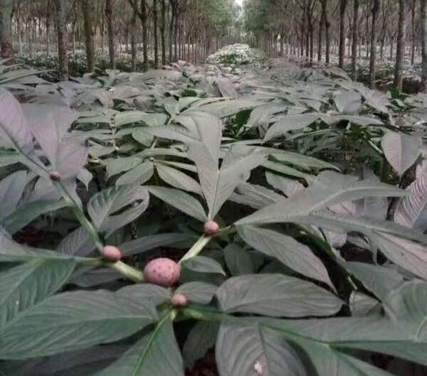 魔芋种植基地